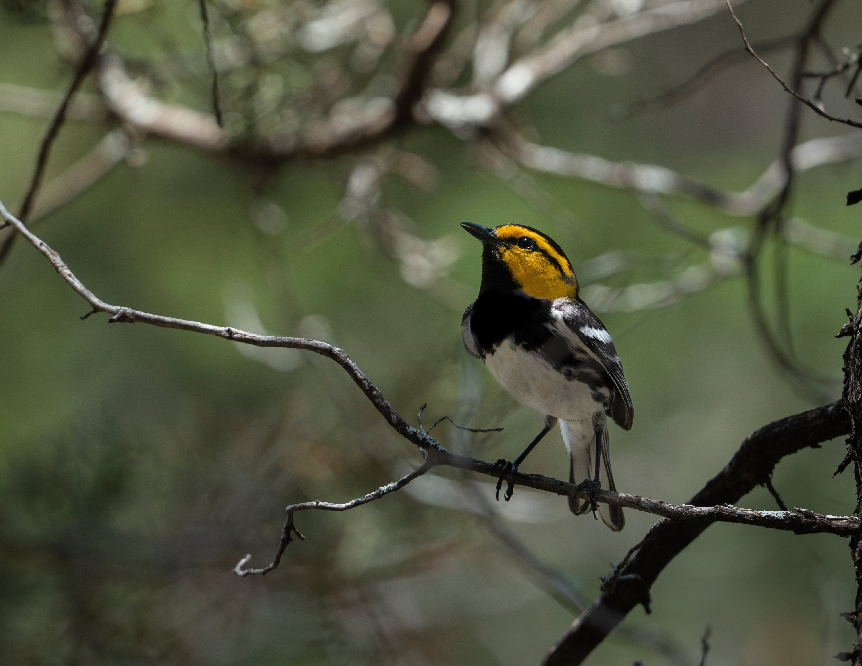 Golden-cheeked Warbler